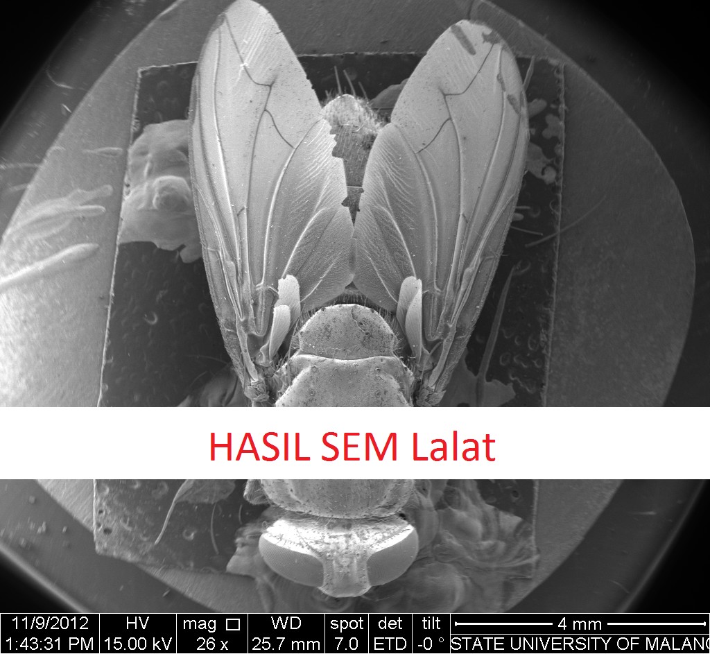 Sem Lalat Laboratorium Mineral Material Maju Sentral